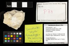 Foto (Objekt + Etiketten) von Goniodromites polyodon (Reuss, 1858) 